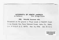Helvella lacunosa image